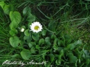 kwiat, Flower, garden, Photo by Anna85