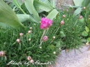 kwiat, Flower, garden, Photo by Anna85