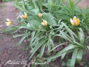 kwiat, Flower, garden, Photo by Anna85