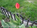 kwiat, Flower, garden, Photo by Anna85
