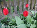 kwiat, Flower, garden, Photo by Anna85