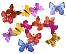 ANIMATED BUTTERFLIES