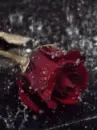 Rose in the Rain <3