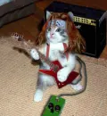 Rok Star Kitten