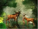 Enchanted Forest