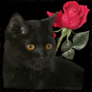 Black Cat and Red Rose