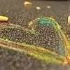 Chalk Loveheart.