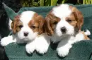 puppies 