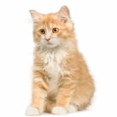 Kitty