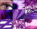 Purpleeey