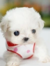 CHIBI PUPPY