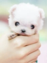 CHIBI PUPPY