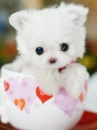 CHIBI PUPPY