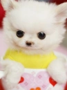 CHIBI PUPPY