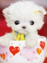 CHIBI PUPPY