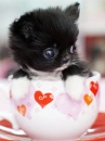 CHIBI PUPPY