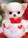 CHIBI PUPPY