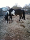paint horse
