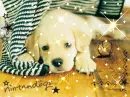 puppy lab