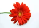 red flower