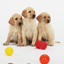 Puppies
