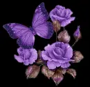butterfly