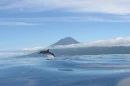 Pico