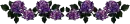purple roses