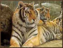 tigers
