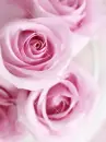 PINK ROSES