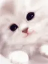 SWEET KITTY