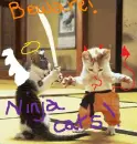 kitten karate