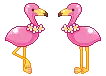 flamingos