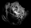 Bloody Black Rose
