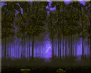 Enchanted Forest
