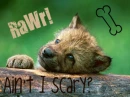 RaWr cute wolf pup
