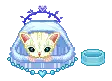 little cat on the house