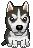 husky the dog