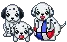 puppy dalmatians