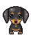 sweet puppy