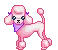 poodle