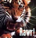 Tiger go RAWR! :3