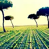 trees