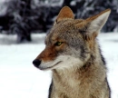 coyote
