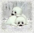 Baby White Seals