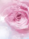 PINK FLOWER
