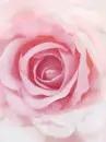 PINK ROSE