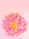 PINK FLOWER