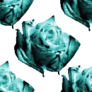 Color-Rose