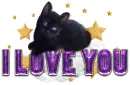 I love you-cute cat